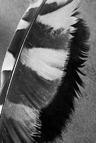 Feather Shadow I Animaux reproduction