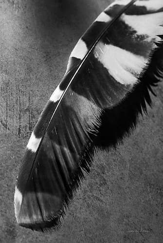 Feather Shadow II Animaux reproduction