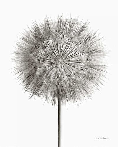 Dandelion Fluff on White Art Print