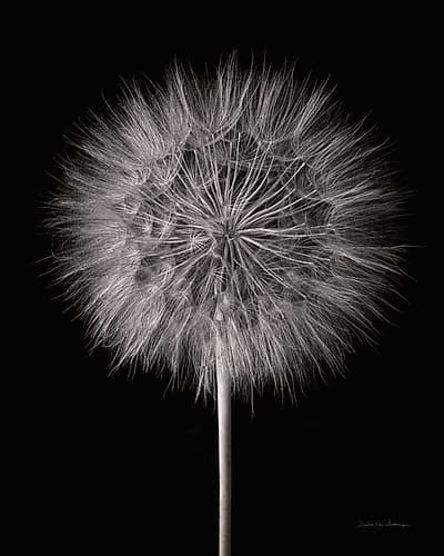 Dandelion Fluff on Black Art Print