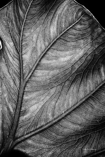 Elephant Ear II Art Print