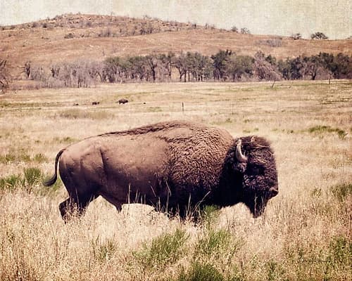 Buffalo I Art Print by Debra Van Swearingen