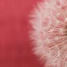 Dandelion on Red II Art Print by Aledanda
