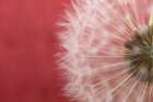 Dandelion on Red III Art Print by Aledanda