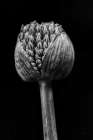 Allium I Art Print by Aledanda