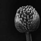 Allium II Art Print by Aledanda