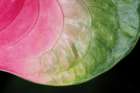 Pink and Green Art Print
