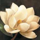 Magnolia Blossom Art Print