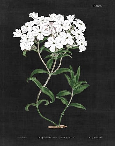 White Botanical on Black Chart VI Art Print
