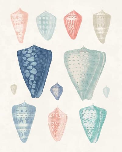 Colorful Shell Assortment II Coral Cove Art Print