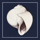 Coastal Shell I with Border Navy Art Print