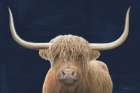 Highland Cow Navy Art Print