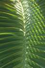 Palm Detail I Art Print