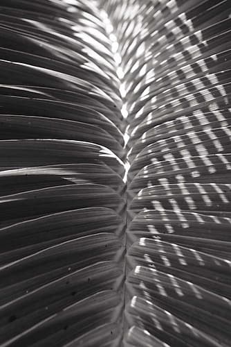 Palm Detail I BW Art Print by Wild Apple Portfolio