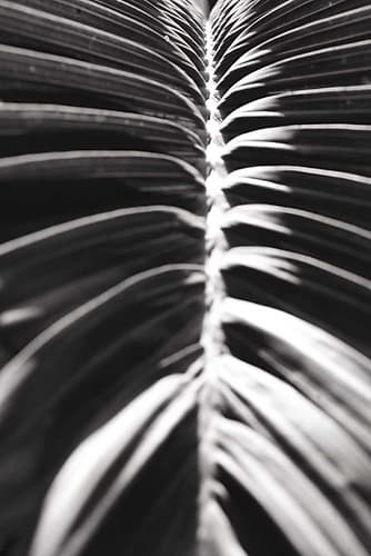 Palm Detail II BW Art Print by Wild Apple Portfolio