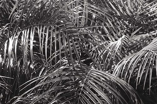 Tropical Fronds BW Photography Print