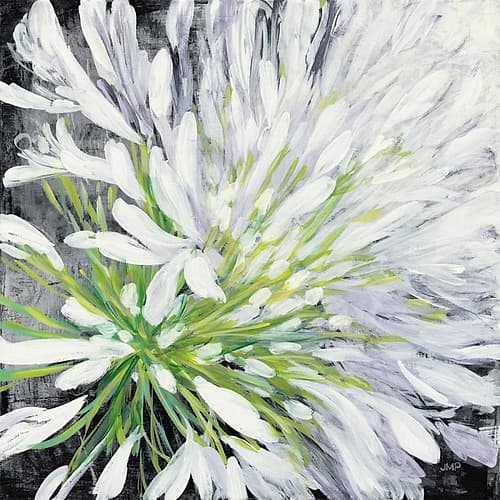 Cleome Splash II Black Art Print
