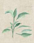 Sage II on Burlap Art Print
