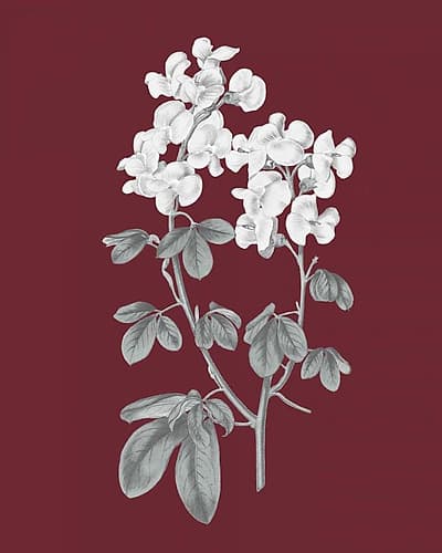 Pomegranate Botanical III Art Print