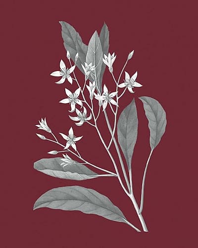 Pomegranate Botanical V Art Print