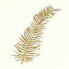 Gilded Fern I Art Print