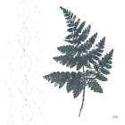 Nordic Fern II Art Print