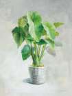 Greenhouse Palm I Still Life Print