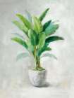 Greenhouse Palm II Still Life Print