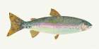 Angling in the Stream I Art Print