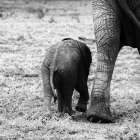 Mama and Baby Elephant II Art Print by Aledanda