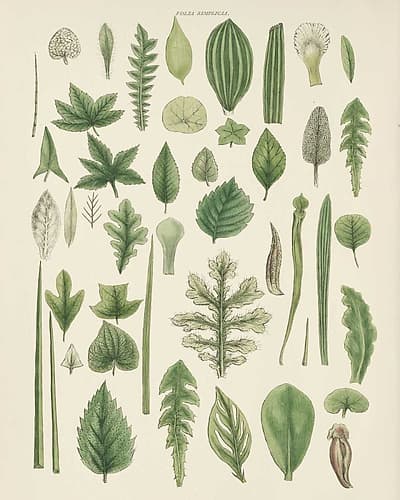 Assortment of Leaves II No Numbers Art Print by Wild Apple Portfolio