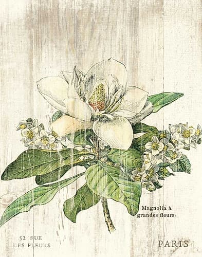 Magnolia de Printemps v2 Art Print