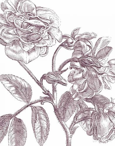 Belle Fleur I Plum Crop Art Print
