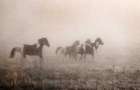 Paint Horses on the Run Art Print