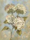 Hydrangea on Soft Blue Art Print