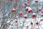 Berries in Winter Art Print