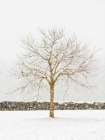 By the Stone Wall Art Print