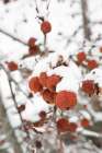 Snowcapped Art Print by Aledanda