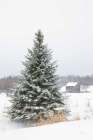 Perfect Pine Tree Art Print