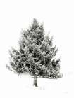 Lone Pine Art Print by Aledanda