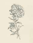 Eden Floral I Art Print