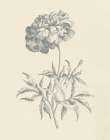 Eden Floral II Art Print