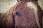 Dew Lashes Art Print
