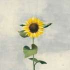 Sunny Blooms II Art Print