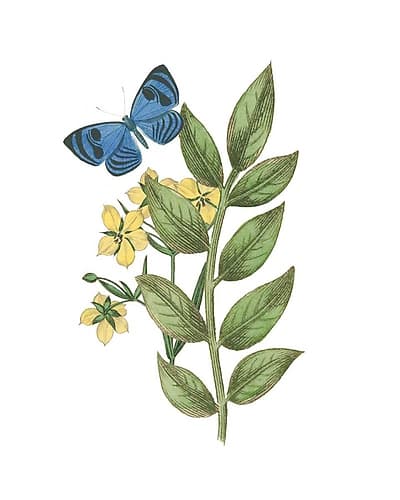 Greenery Butterflies IV Art Print