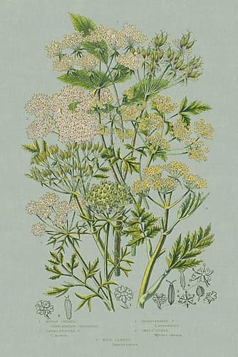 Flowering Plants III Green Linen Art Print