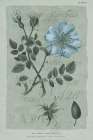 Conversations on Botany IV on White with Blue Art Print