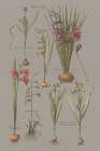 Florilegium III Gray Art Print