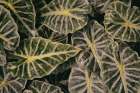 Greenery Abounds Art Print by Aledanda