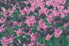 Tulip Botanical Art Print
